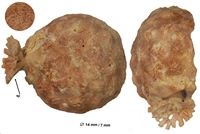 Celleporaria plamata